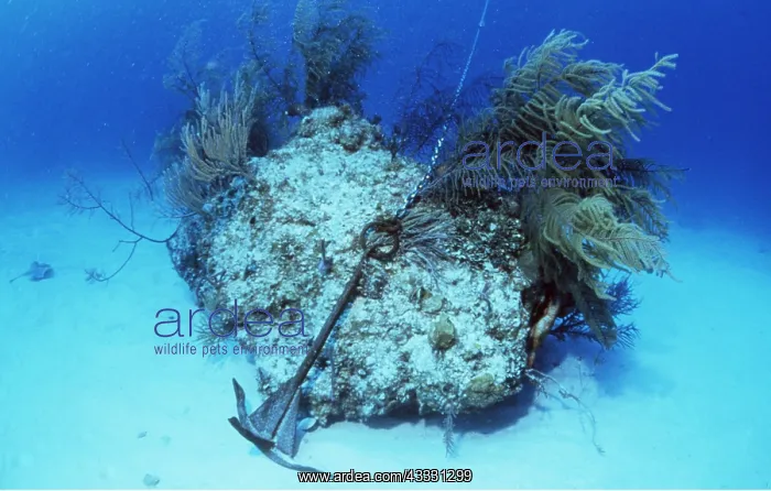 : CORAL DAMAGE - BY ANCHOR : CORAL DAMAGE - BY ANCHOR