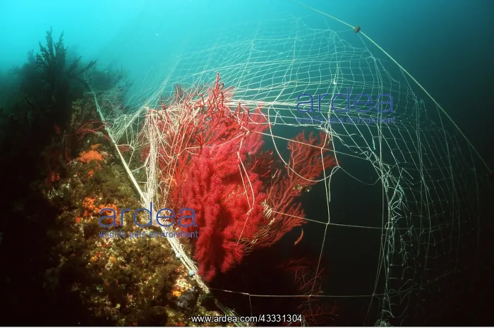 : CORAL - damaged by nets : CORAL - damaged by nets