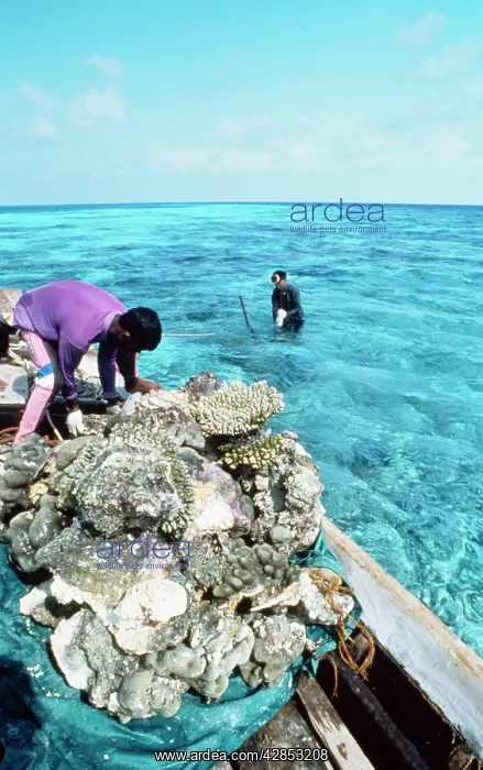 : CORAL DESTRUCTION - Destroying reef for building materials : CORAL DESTRUCTION - Destroying reef for building materials