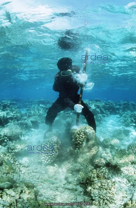 : CORAL DESTRUCTION - Snorkeller destroying reef for : CORAL DESTRUCTION - Snorkeller destroying reef for