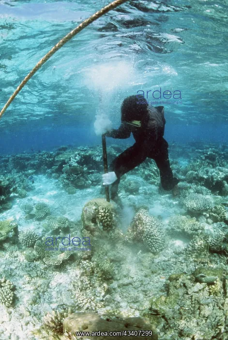 : CORAL DESTRUCTION - Snorkeller destroying reef for : CORAL DESTRUCTION - Snorkeller destroying reef for