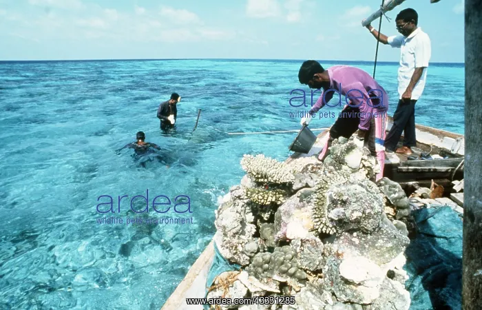 : CORAL DESTRUCTION - Used for building material : CORAL DESTRUCTION - Used for building material