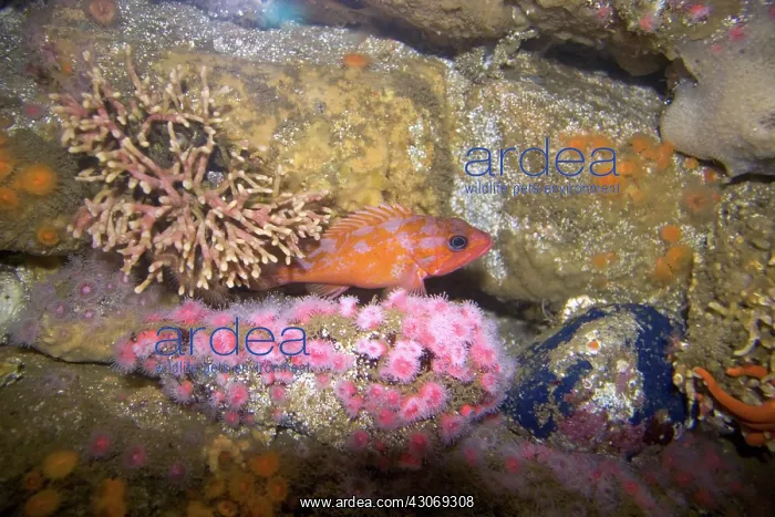 : Coral display at Monterey Bay Aquarium : Coral display at Monterey Bay Aquarium
