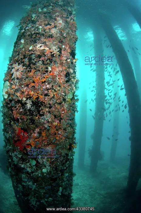 : Coral-encrusted pylons : Coral-encrusted pylons