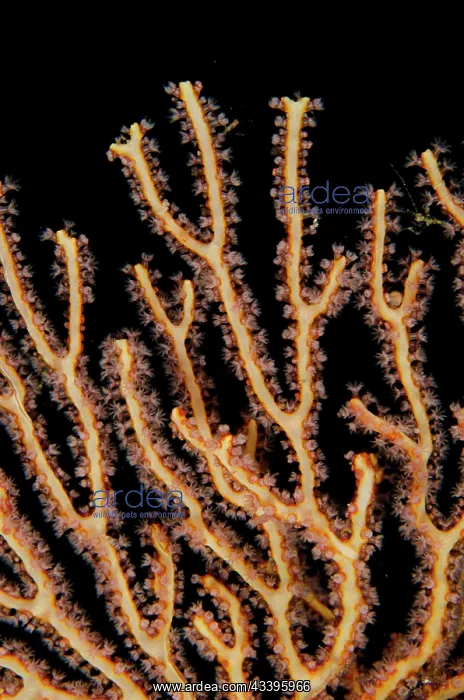 : Coral Fan - with polyps - night dive, Arborek Jetty dive site : Coral Fan - with polyps - night dive, Arborek Jetty dive site
