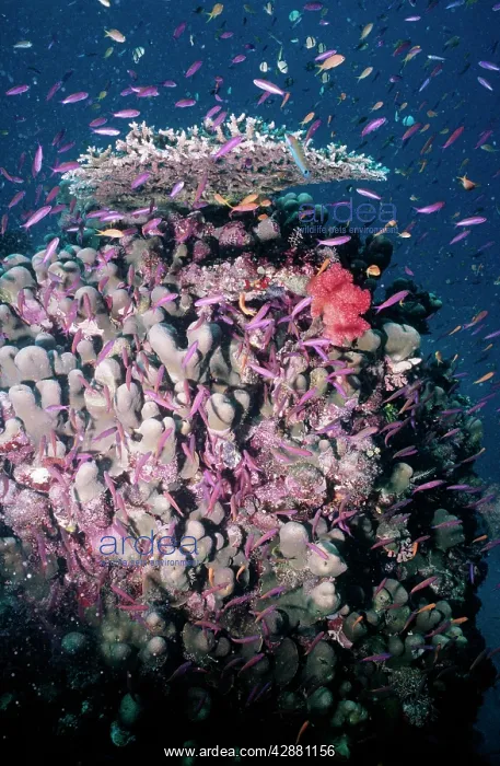  : CORAL - fish feeding on plankton