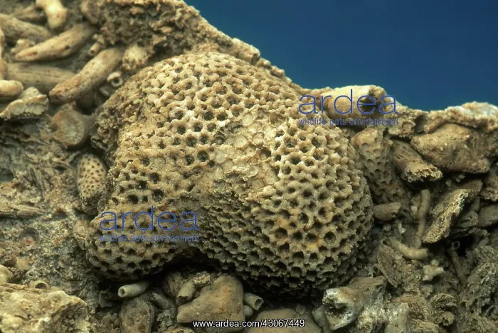 : Coral Fossil : Coral Fossil