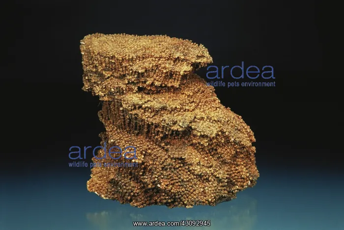 : Coral Fossil : Coral Fossil