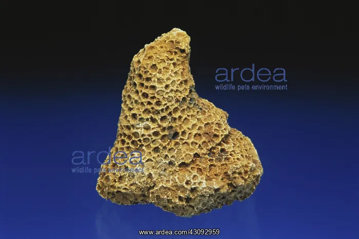 : Coral Fossil : Coral Fossil