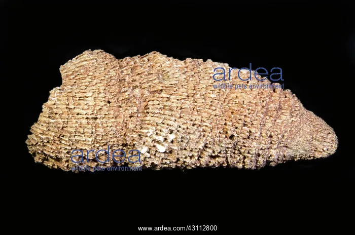 : Coral Fossil : Coral Fossil