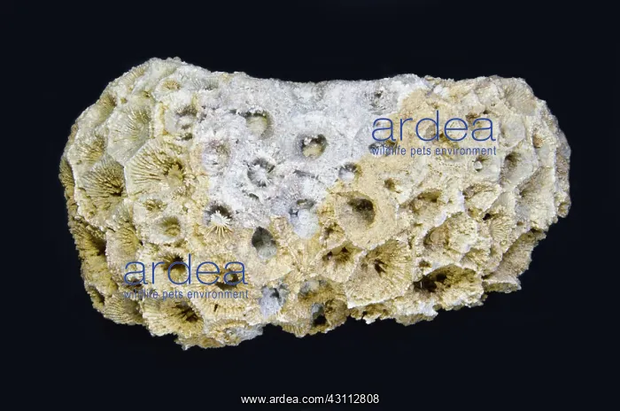 : Coral Fossil : Coral Fossil