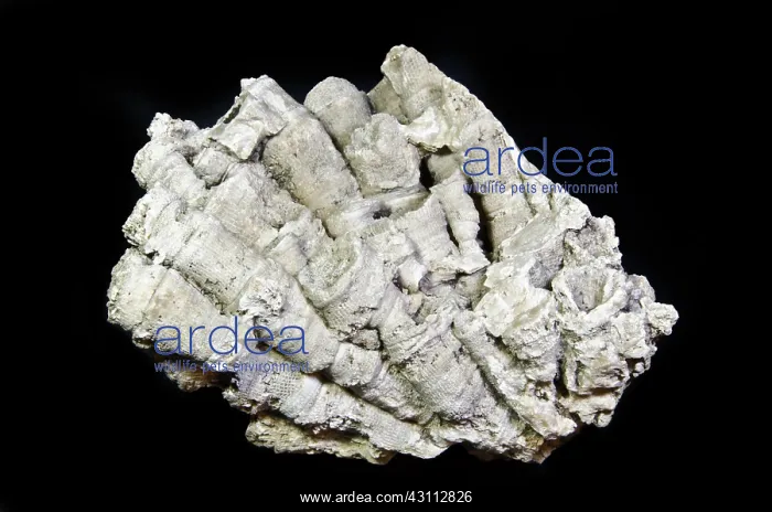 : Coral Fossil : Coral Fossil
