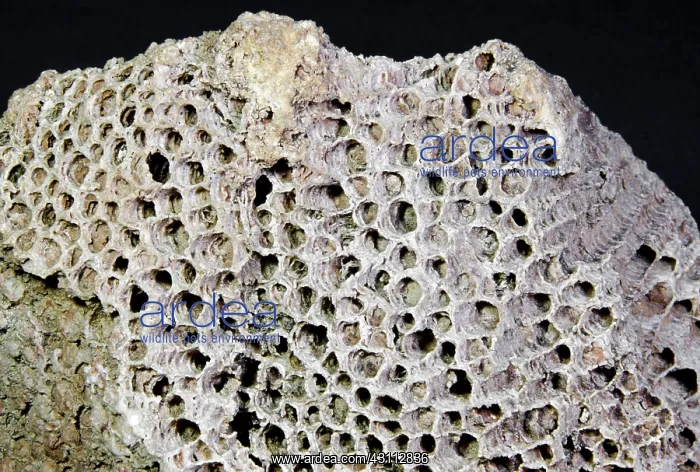 : Coral Fossil : Coral Fossil
