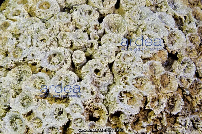 : Coral Fossil : Coral Fossil