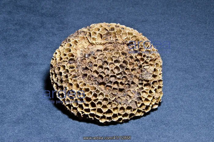 : Coral Fossil : Coral Fossil
