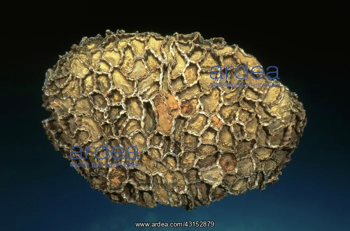 : Coral Fossil : Coral Fossil