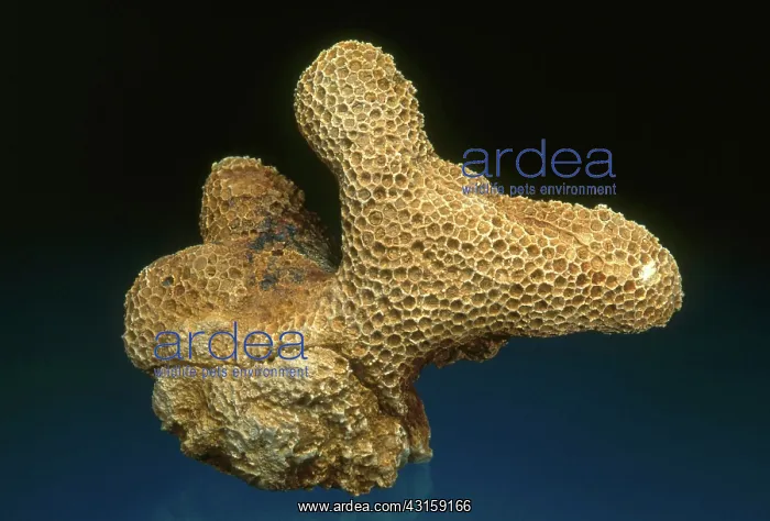 : Coral Fossil : Coral Fossil