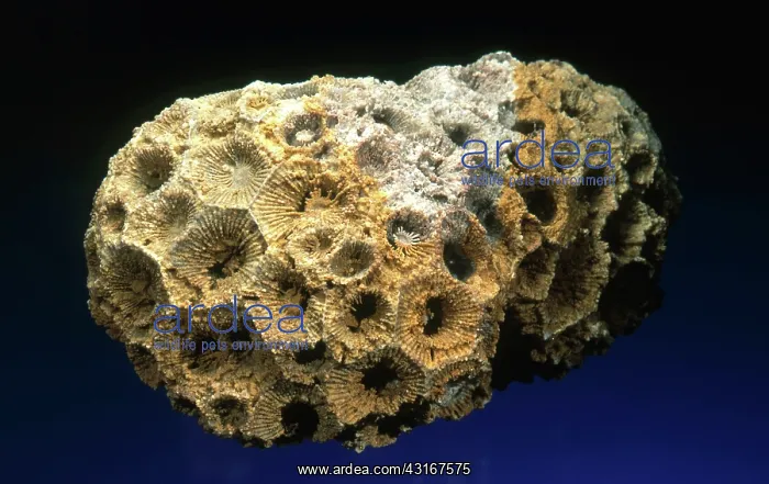 : Coral Fossil : Coral Fossil