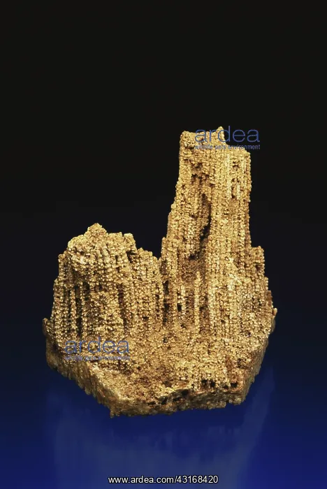 : Coral Fossil : Coral Fossil