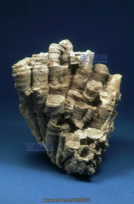 : Coral Fossil : Coral Fossil