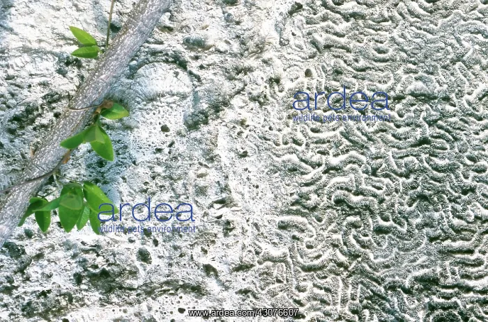 : Coral fossil in limestone : Coral fossil in limestone