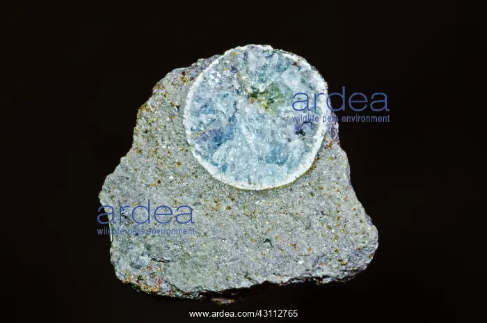 : Coral Fossil Replaced with Minerals : Coral Fossil Replaced with Minerals