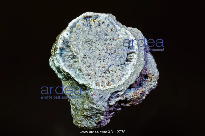 : Coral Fossil Replaced with Minerals : Coral Fossil Replaced with Minerals