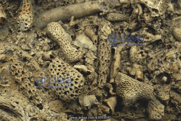 : Coral Fossils : Coral Fossils