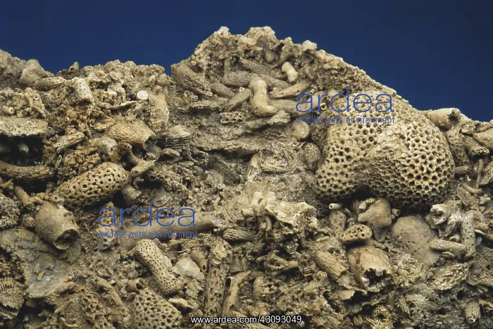 : Coral Fossils : Coral Fossils