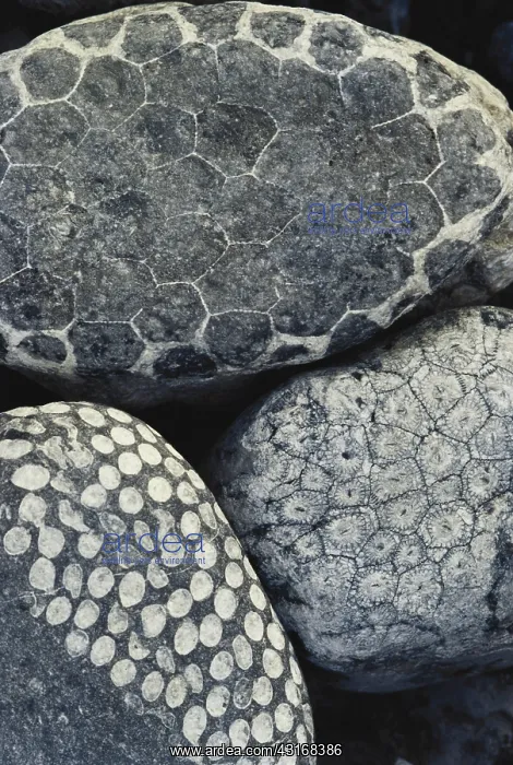 : Coral Fossils : Coral Fossils