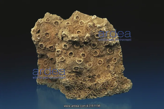  : Coral Fossils