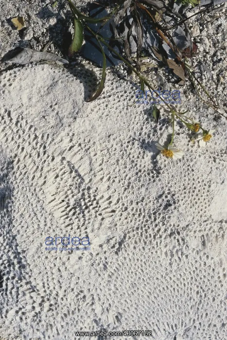 : Coral Fossils from Florida : Coral Fossils from Florida