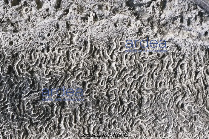 : Coral Fossils from Florida : Coral Fossils from Florida