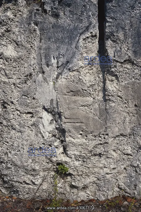 : Coral Fossils from Florida : Coral Fossils from Florida
