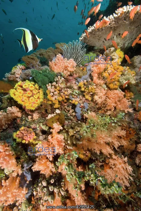 : Coral garden - with single Moorish idol and school : Coral garden - with single Moorish idol and school