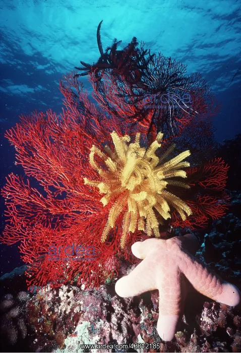 : CORAL - Gorgonian & Featherstar : CORAL - Gorgonian & Featherstar