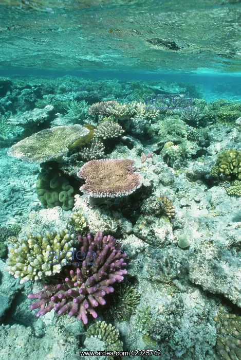 : Coral - Great Barrier Reef marine park : Coral - Great Barrier Reef marine park