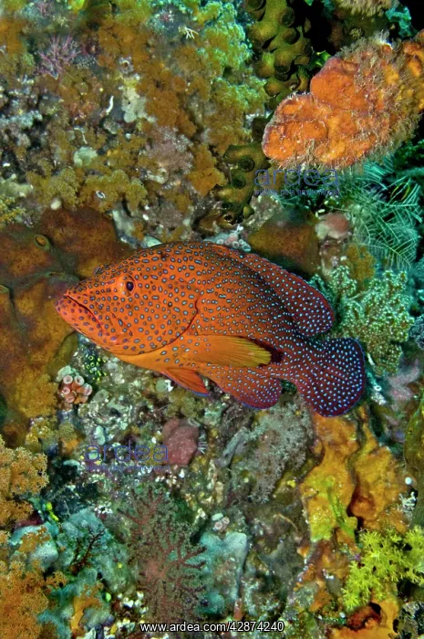 : Coral Grouper : Coral Grouper