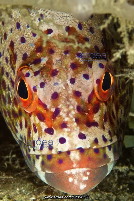: Coral Grouper : Coral Grouper