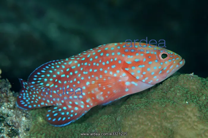 : Coral Grouper : Coral Grouper