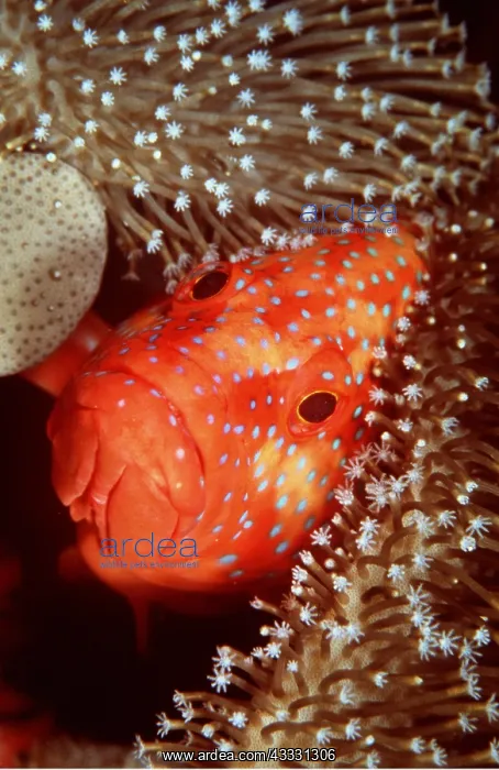 : Coral Grouper : Coral Grouper
