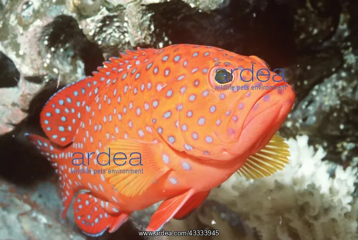 : CORAL GROUPER : CORAL GROUPER