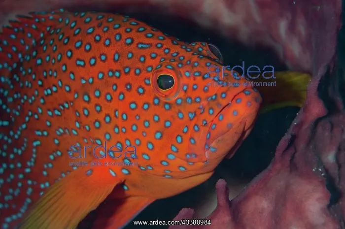 : Coral Grouper : Coral Grouper