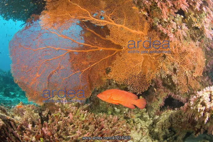  : Coral Grouper (Cephalopholis miniata), scuba