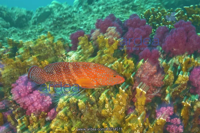 : Coral Grouper (Cephalopholus miniata), Scuba : Coral Grouper (Cephalopholus miniata), Scuba