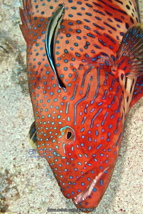 : Coral Grouper - being cleaned by a Cleaner Wrasse : Coral Grouper - being cleaned by a Cleaner Wrasse