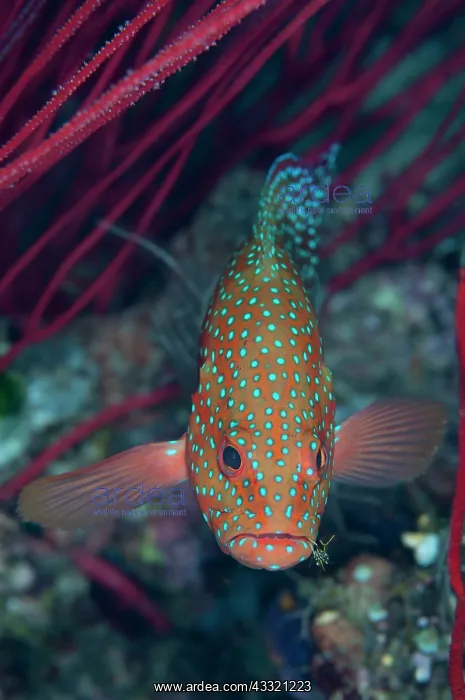 : Coral Grouper - with Cleaner Shrimp : Coral Grouper - with Cleaner Shrimp