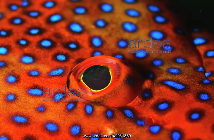 : CORAL GROUPER - close up of eye : CORAL GROUPER - close up of eye