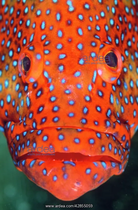 : CORAL GROUPER- close up of head : CORAL GROUPER- close up of head