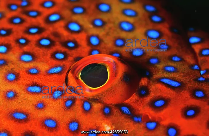  : CORAL GROUPER - CLOSE-UP EYE